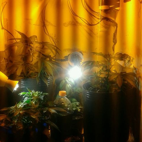 Maseta defin 8litro growlog timeline photo