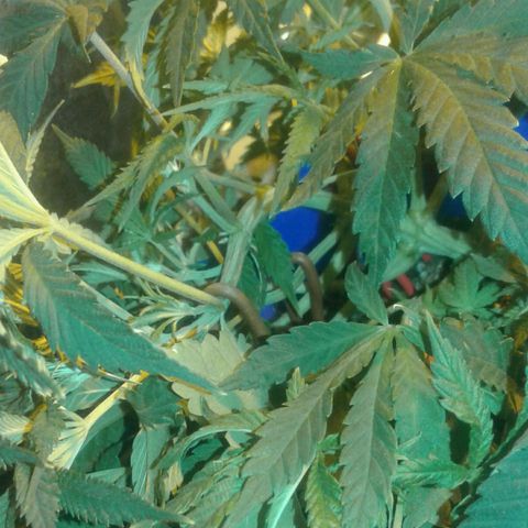 Maseta defin 8litro growlog timeline photo