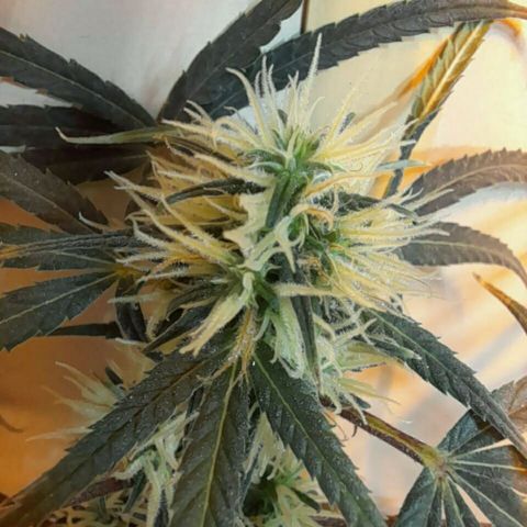 Maseta defin 8litro growlog timeline photo