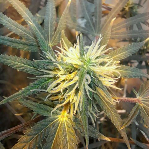 Maseta defin 8litro growlog timeline photo