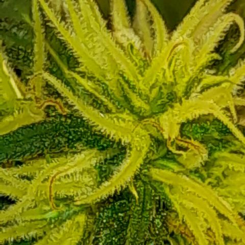 Maseta defin 8litro growlog timeline photo