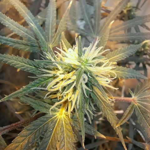 Maseta defin 8litro growlog timeline photo