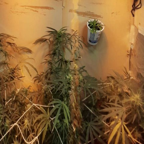 Maseta defin 8litro growlog timeline photo