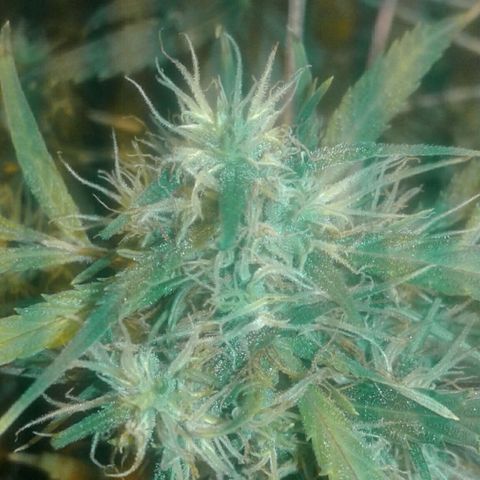 Maseta defin 8litro growlog timeline photo