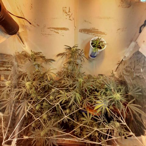 Maseta defin 8litro growlog timeline photo