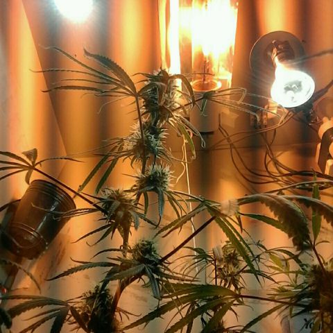 Maseta defin 8litro growlog timeline photo