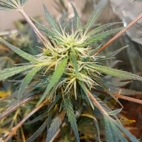 Maseta defin 8litro growlog timeline photo