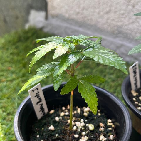 Rainbow Runtz  #1 growlog photo: IPM 1 Week before Transplant in final 3gal / 5 L airpot