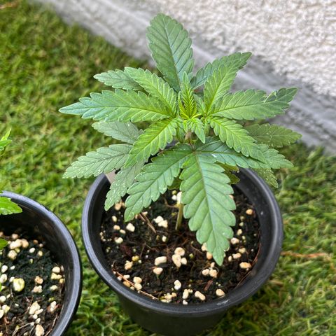 Rainbow Runtz  #2 growlog photo: Issues with Thripes doing IPM one week before transplant in 3gal / 5 L airpot