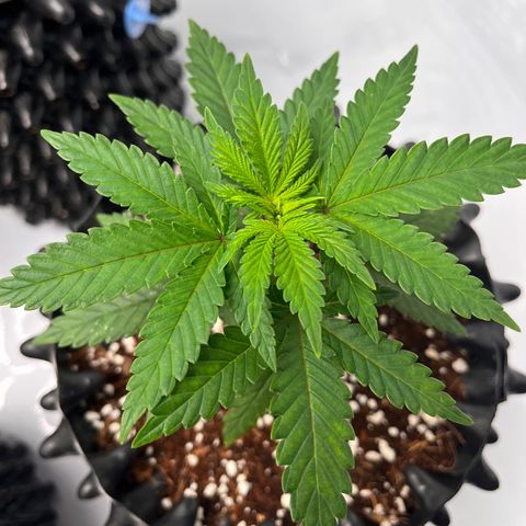 Rainbow Runtz  #1 growlog photo: Transplanting Week 1 Veg