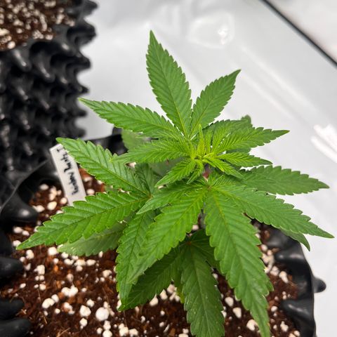 Rainbow Runtz  #1 growlog photo: Transplanting Week 1 Veg