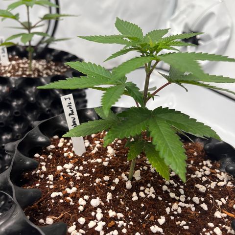 Rainbow Runtz  #1 growlog photo: Transplanting Week 1 Veg
