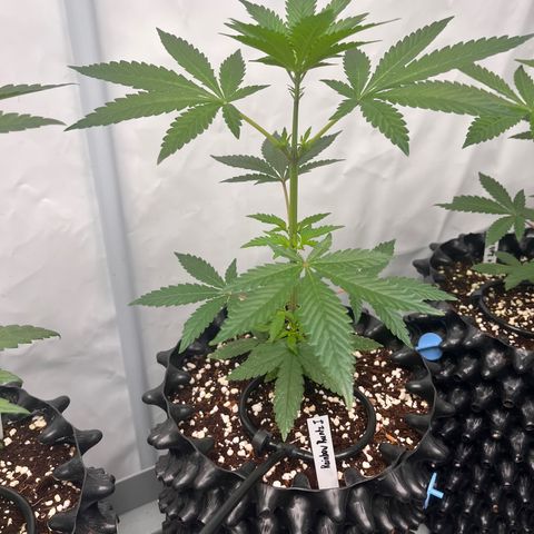 Rainbow Runtz  #1 growlog photo: Transplanting went well givin bare minimum of nutrients and 120w of fullspectrum for slow growth