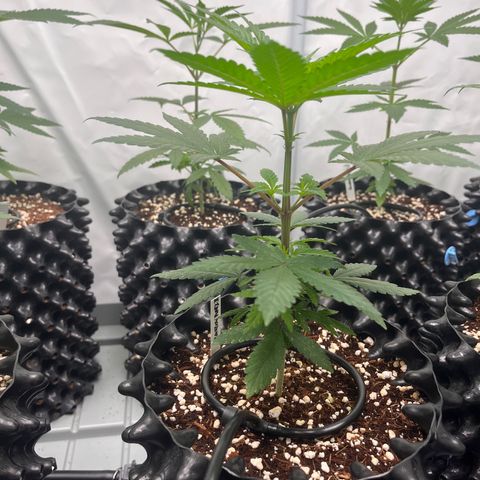 Rainbow Runtz  #2 growlog timeline photo