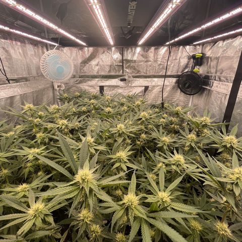 Daifuku #01 growlog timeline photo