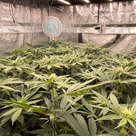 Daifuku #01 growlog timeline photo
