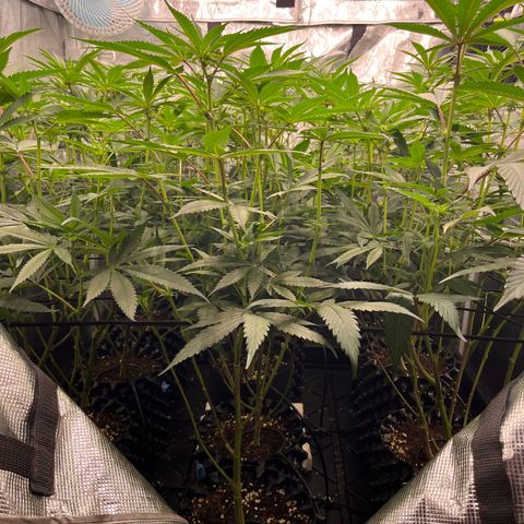 Daifuku #01 growlog timeline photo