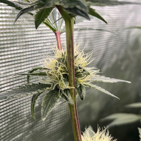 Daifuku #01 growlog timeline photo