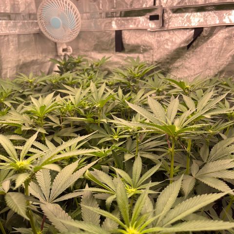Daifuku #01 growlog timeline photo