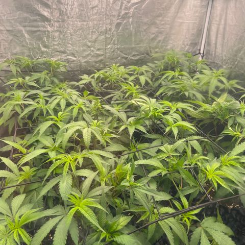 Daifuku #01 growlog timeline photo