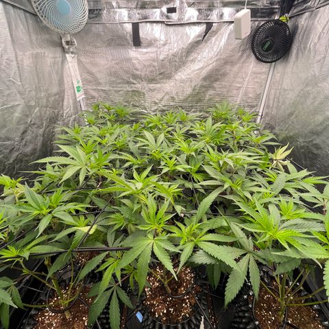 Daifuku #01 growlog timeline photo