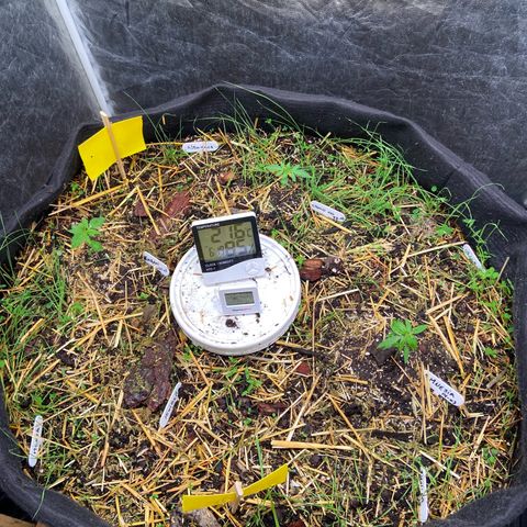 Suelo vivo 300lts growlog photo: Se agrega trampas para moscas a base de aceite.