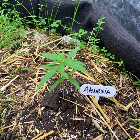 Amnesia growlog photo: 21hs