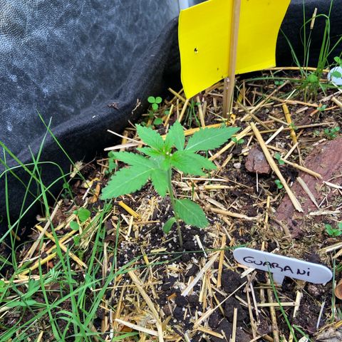 Guarani growlog photo: 21hs