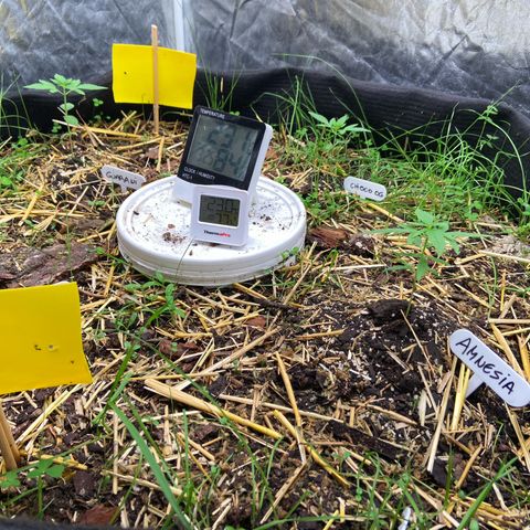 Suelo vivo 300lts growlog timeline photo