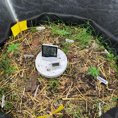 Suelo vivo 300lts growlog timeline photo