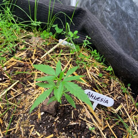 Amnesia growlog photo: 23:20hs