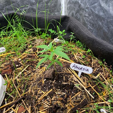 Amnesia growlog photo: 23:20hs
