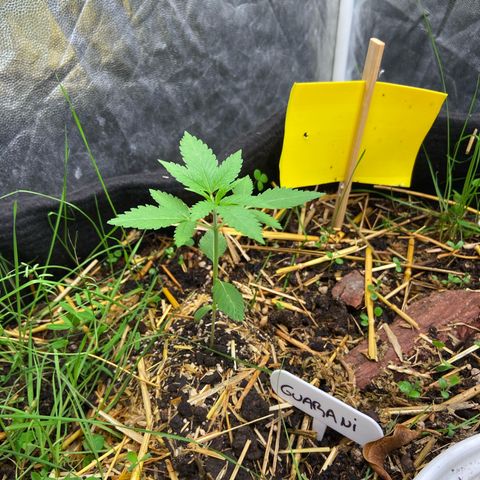 Guarani growlog photo: 23:20hs