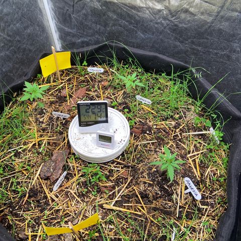 Suelo vivo 300lts growlog photo: 23:20hs