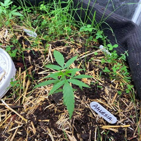 Amnesia growlog photo: 20hs