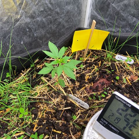 Guarani growlog photo: 20hs