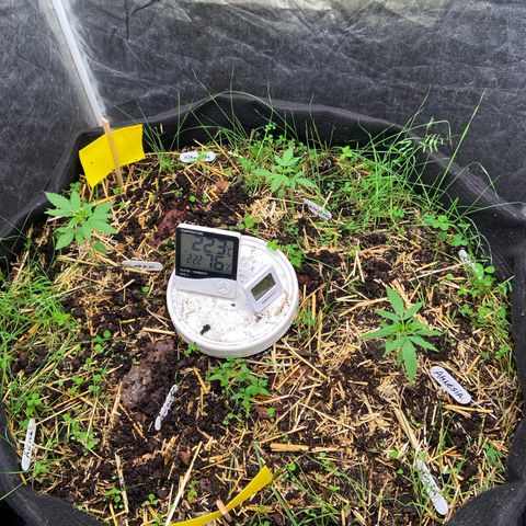 Suelo vivo 300lts growlog photo: 20hs