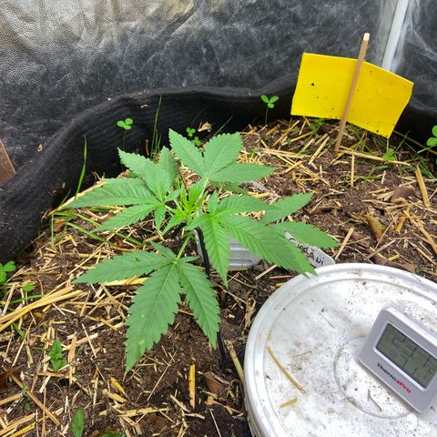 Guarani growlog photo: 23:50hs