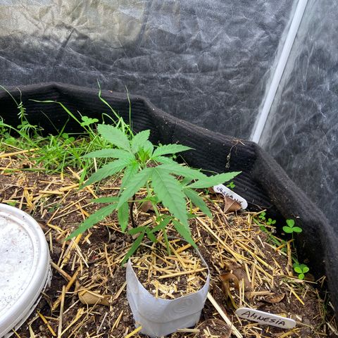 Amnesia growlog photo: 23:50hs