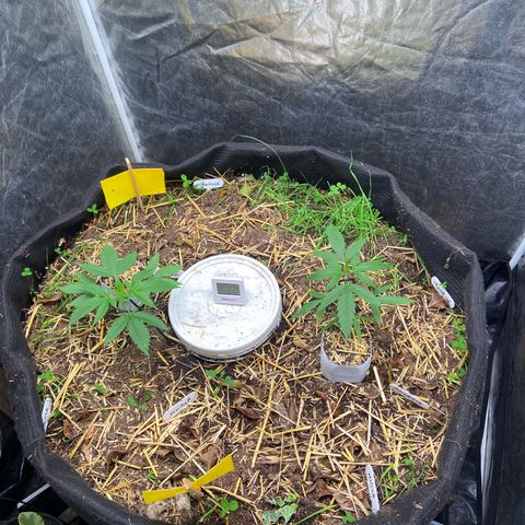 Suelo vivo 300lts growlog photo: 23:50hs