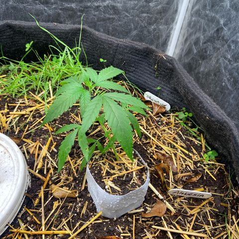 Amnesia growlog photo: 21:40hs