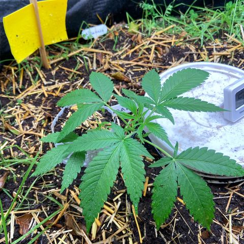 Guarani growlog photo: 21:40hs