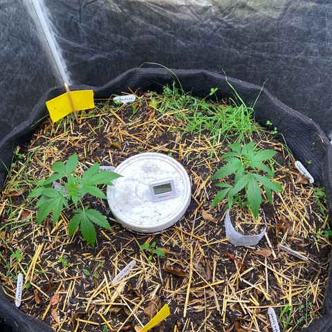 Suelo vivo 300lts growlog photo: 21:40hs