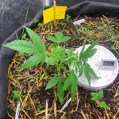 Guarani growlog photo: 19:30hs
LST