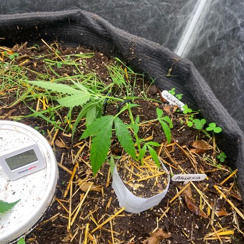 Amnesia growlog photo: 19:30hs
LST