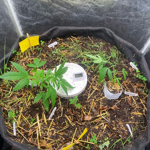 Suelo vivo 300lts growlog photo: 19:30hs
LST