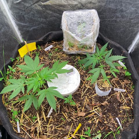 Suelo vivo 300lts growlog timeline photo