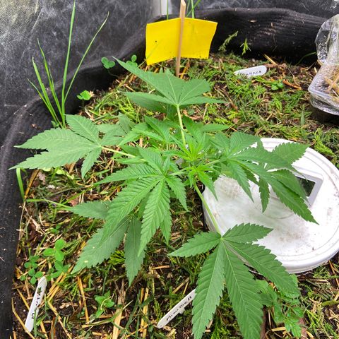 Guarani growlog photo: 23:20hs