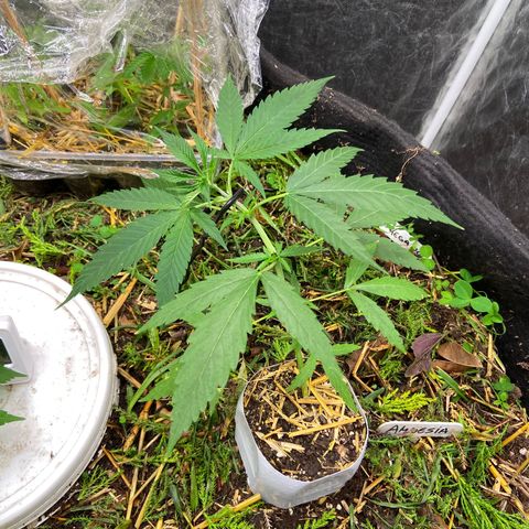 Amnesia growlog photo: 23:20hs