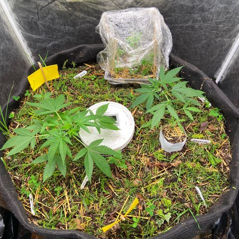 Suelo vivo 300lts growlog photo: 23:20hs
